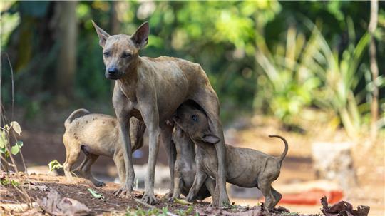 Straßenhunde brauchen vielerorts Hilfe. Doch hinter Spendenaufrufen verbergen sich leider auch immer wieder Betrüger.