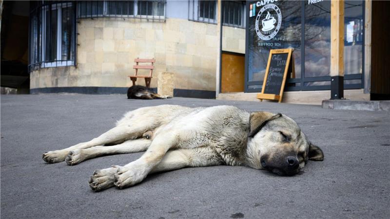 Import von Hunden - Wohnungsknast statt Straßenglück? Straßenhunde sind oft gar nicht so unglücklich und allein, wie viele hierzulande meinen. (Archivbild)