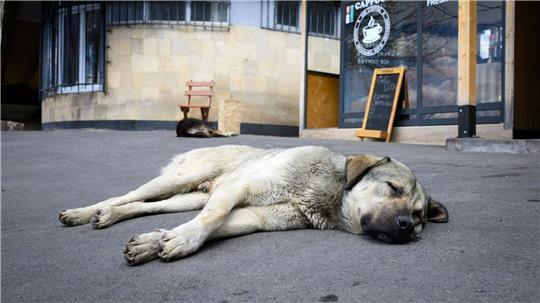 Straßenhunde sind oft gar nicht so unglücklich und allein, wie viele hierzulande meinen. (Archivbild)