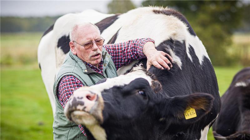 Warum ein Schlachter einem Kälbchen das Leben rettet Streicheleinheiten für einen riesigen Ochsen.