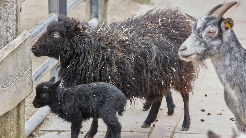 Angst vor Virus: Tierpark Hagenbeck schließt Streichelgehege Streicheln vorerst verboten - aus Furcht vor einem hochansteckenden Virus. (Archivfoto)