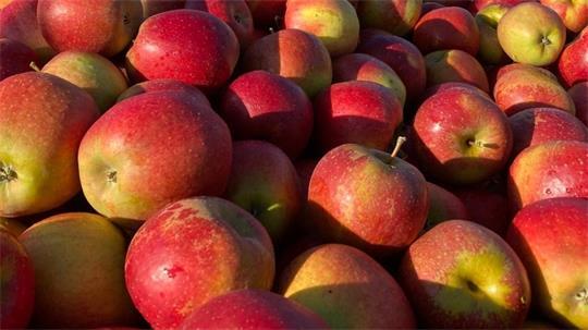 Streit um Apfelpreise: Der Lebensmitteleinzelhandel will die Mehrkosten der Fruchthändler bei Produktion und Transport nicht kompensieren.