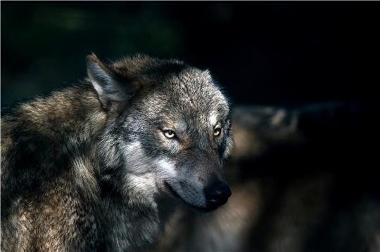 Streitobjekt: Soll der Wolf zum Schutz von anderen Tieren und der Deiche gezielt getötet werden dürfen? Foto: dpa