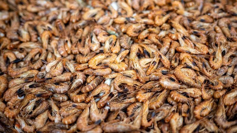 Streng genommen sind die Tierchen keine Krabben, sondern Garnelen. (Archivfotos)