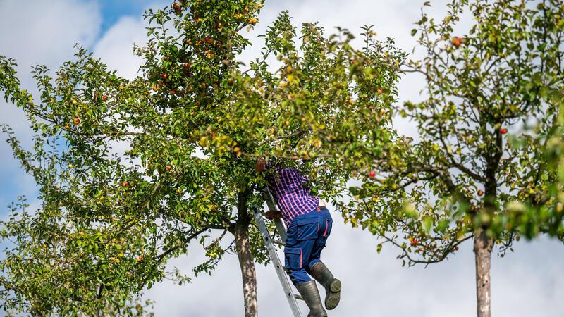 Nächstes Produkt im Supermarkt wird knapp und teurer Streuobstwiesen leiden unter falscher Pflege.