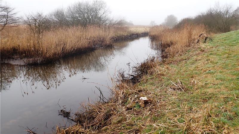 Aue leidet unter Verstopfung: Warum 6500 Kubikmeter Sand rausmüssen Strukturreicher Abschnitt an der Aue: Der Schilfgürtel verengt den Flusslauf und erhöht die Fließgeschwindigkeit.