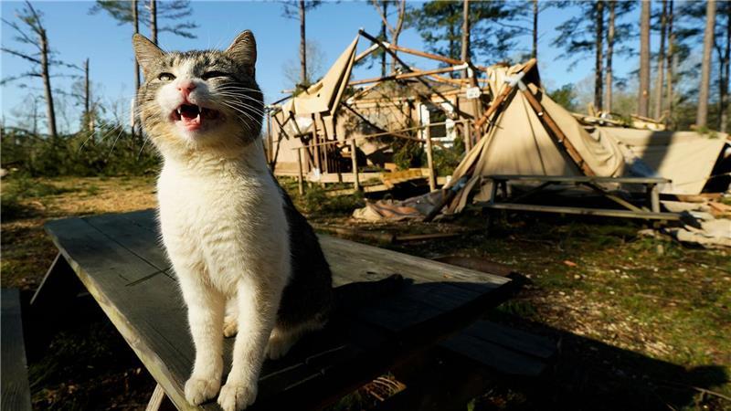 Stürme in den USA: Eine Katze sitzt vor einer zerstörten Hütte im Paradise Ranch RV Resort.