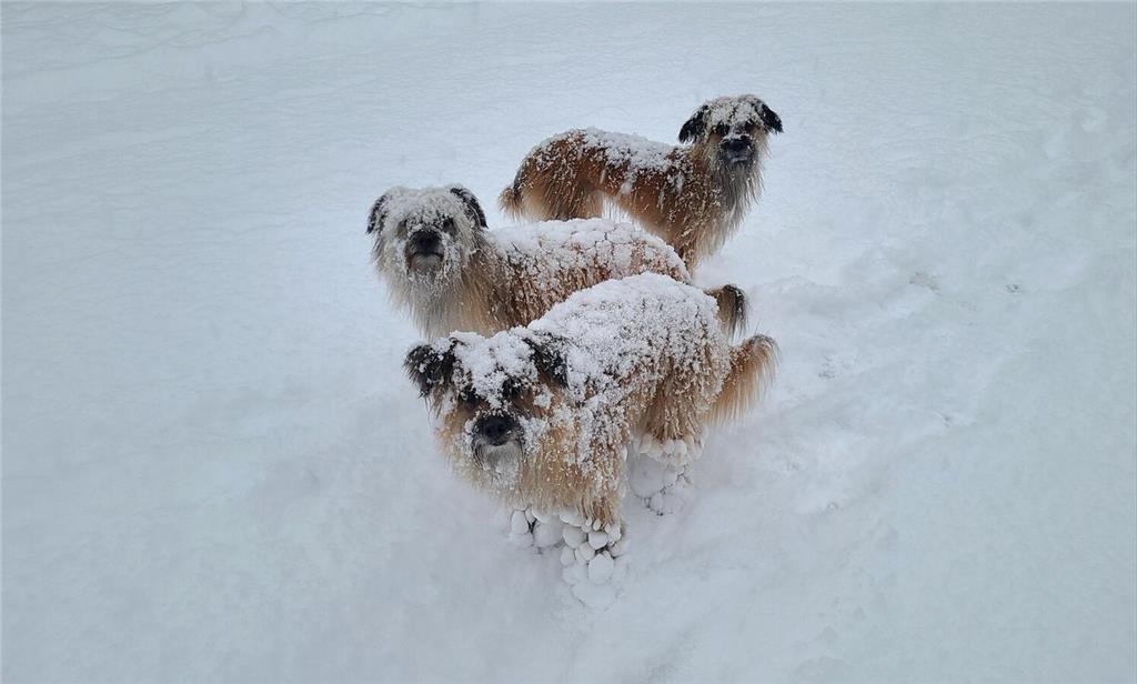 Suchbild: Wo sind bloß die drei Hunde von Momo Lusio?