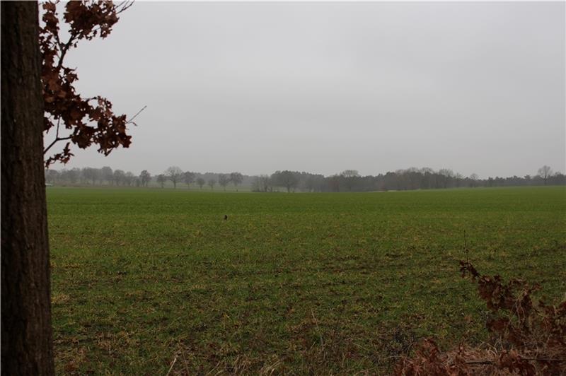 Warum das Neubaugebiet Daensen umstritten bleibt Südlich der Heimbrucher Straße im Daensener Ortsteil Pippensen soll Wohnbebauung entstehen. Archivfoto: Frank