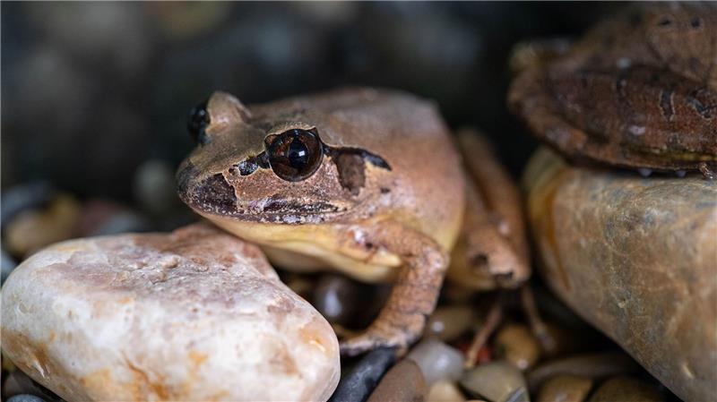 Südliche Stotterfrösche sind in freier Wildbahn vom Aussterben bedroht.