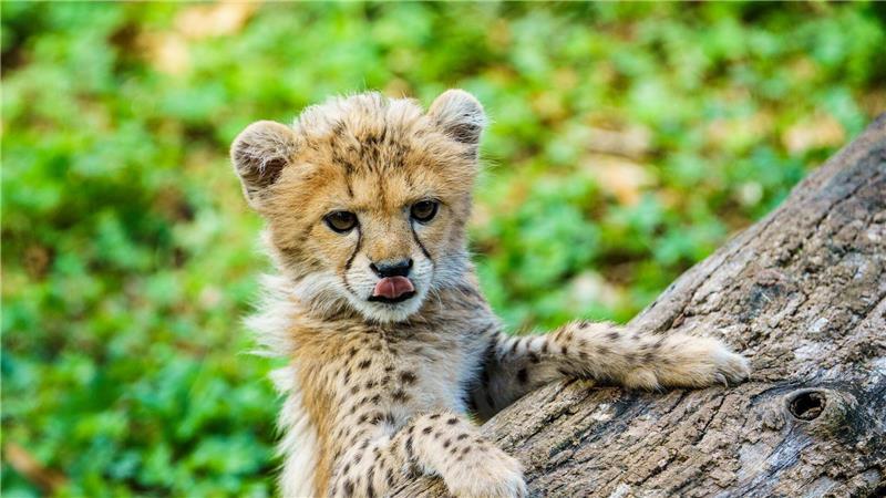 Bilder des Tages Süßer geht’s nicht: Gepardenmädchen Assama