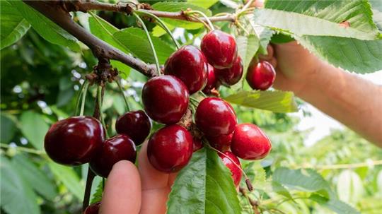 Süßkirschen wachsen in der Obstplantage Zabel in der Region Hannover.