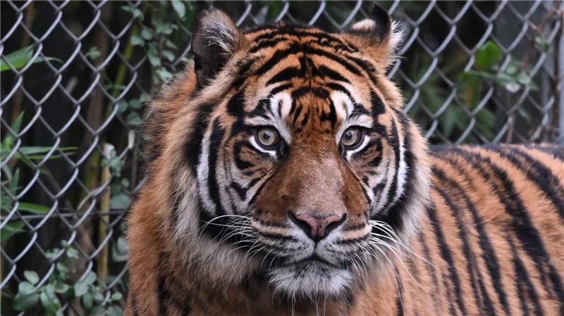 Mann in Indonesien von Sumatra-Tiger angegriffen und getötet Sumatra-Tiger kommen nur auf der gleichnamigen Insel vor, aber es werden immer weniger. (Archivbild)
