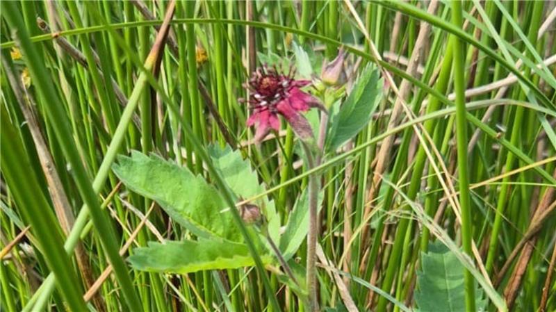 Naturschutz: Spezialmäher hackt Insekten nicht mehr den Kopf ab Sumpf-Blutauge im Bullenbruch.