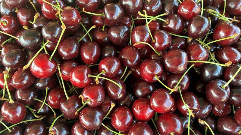 Super Qualitäten, der Geschmack stimmt - das zeigen Untersuchungen des Obstbauzentrums Esteburg in Jork-Moorende. Knapp 5000 Tonnen hängen an den Bäumen.