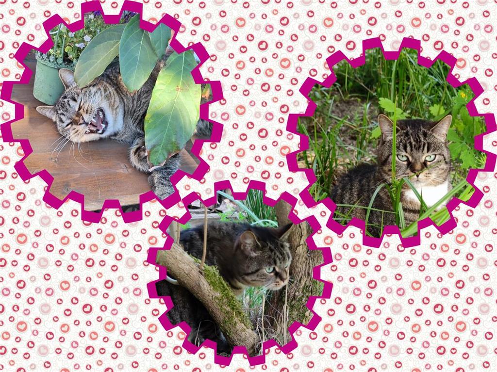 Susanne Richter aus Harsefeld hat Fotos von einem gern gesehenen Gast eingeschic...