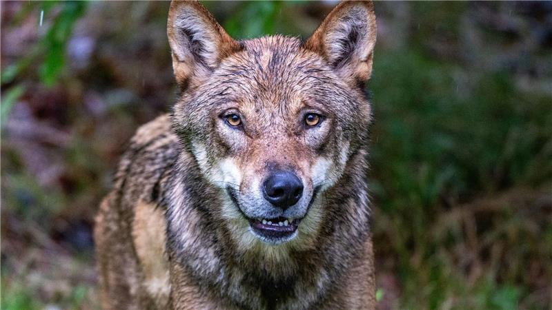 Wolf: CDU wirft Umweltminister Untätigkeit vor – und fordert gezielte Bejagung Symbolbild.