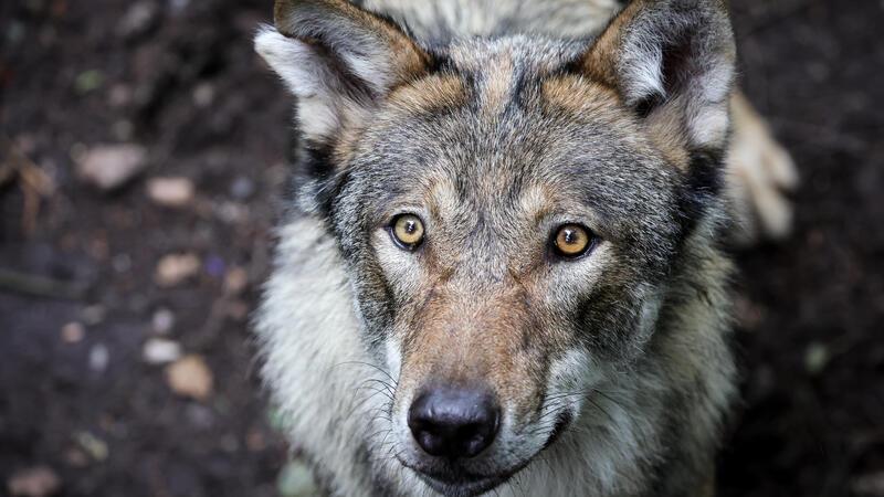 Tote und verletzte Schafe: Landwirt geht von Wolfsrissen aus Symbolbild.