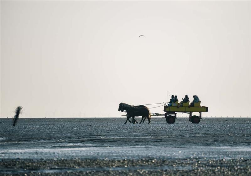Symbolbild: Ein Kutschwagen mit mehreren Personen wird bei Ebbe von zwei Pferden von Cuxhaven durch das Wattenmeer zur Insel "Neuwerk" gezogen. Foto: Mohssen Assanimoghaddam/dpa