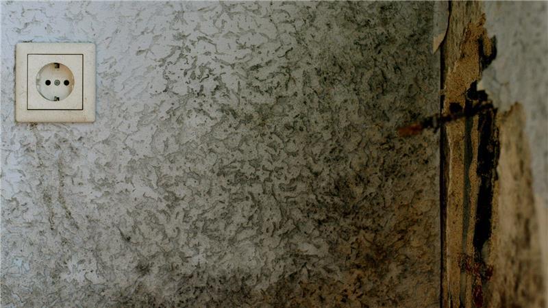 Symbolbild Hausschimmel