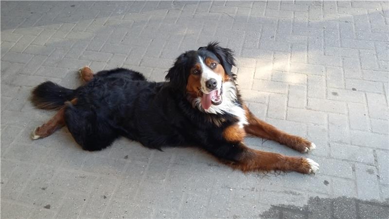 Drei Jahre entführt: Balou ist wieder da Symbolfoto: Archiv