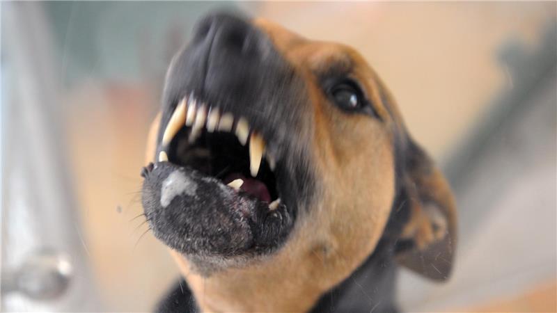 Symbolfoto: Ein Hund steht im Tierheim bellend in seiner Box und fletscht die Zähne. Foto: Soeren Stache/dpa-Zentralbild/dpa