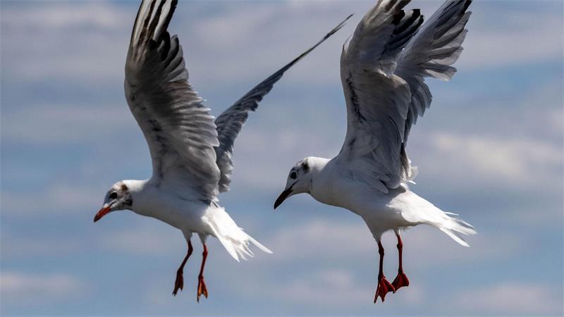 Synchronfliegen: Zwei Möwen an der Ostsee. 