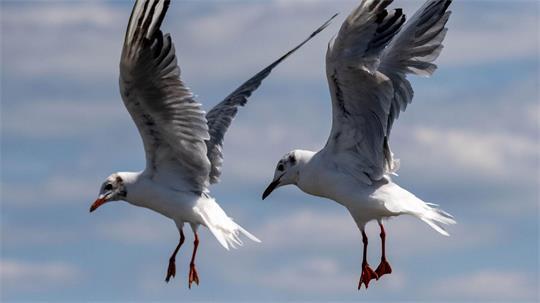 Synchronfliegen: Zwei Möwen an der Ostsee. 