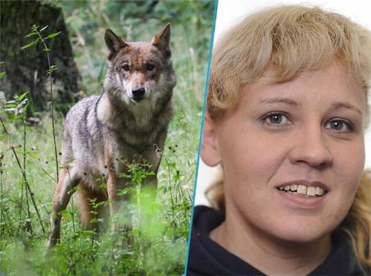 TAGEBLATT-Redakteurin Miriam Fehlbus kommentiert das Wolfsmanagement in Niedersachsen.