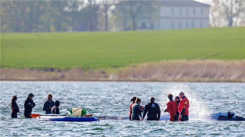 Täglich über Stunden ist direkt am Buckelwal vor der Insel Poel Getöse und Gewusel.