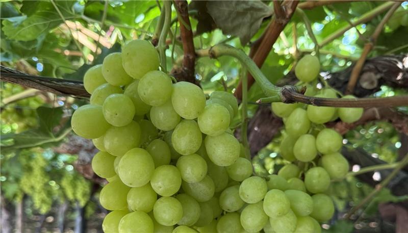 Tafeltrauben gehören zum Warenangebot von Global Fruit Point.