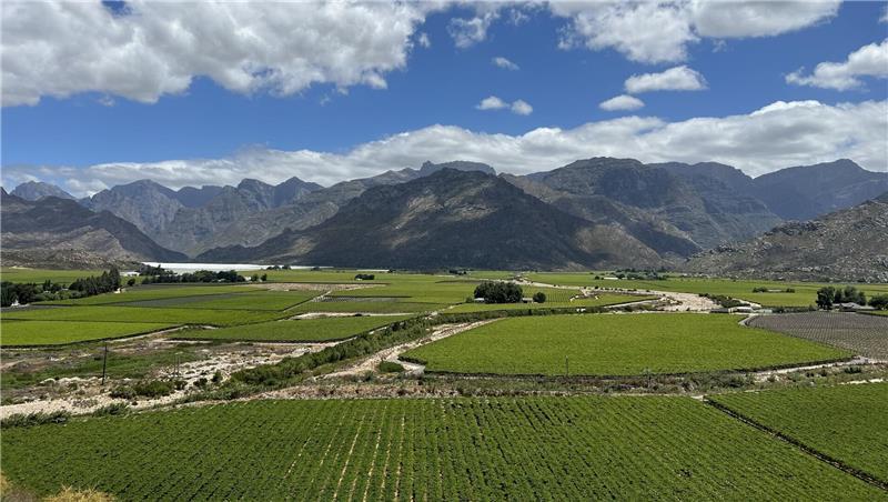 Tafeltraubenplantage in Südafrika, 180 Kilometer von Kapstadt entfernt. Früchte von dort werden über Buxtehude importiert und vermarktet.