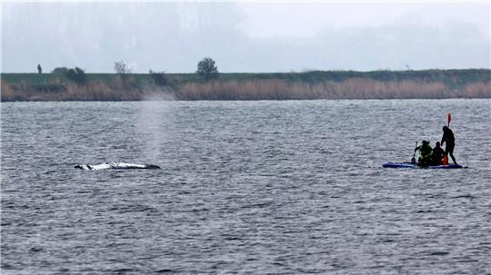 Tag vier der Rettungsaktion - rund um den Wal laufen die Vorbereitungen für seinen Transport ins offene Meer.