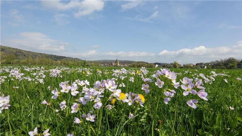 Tagsüber soll es frühlingshaft mild werden - nachts dagegen frostig.