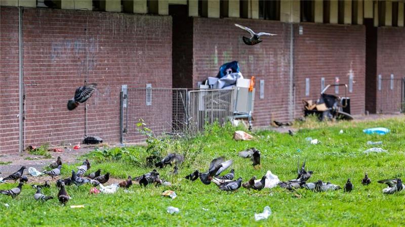 Tauben picken Essensreste aus Mülltüten und anderen Abfällen, die auf der Wiese direkt hinter dem Duisburger Hochhaus „Weißer Riese“ liegen. (Archivbild)