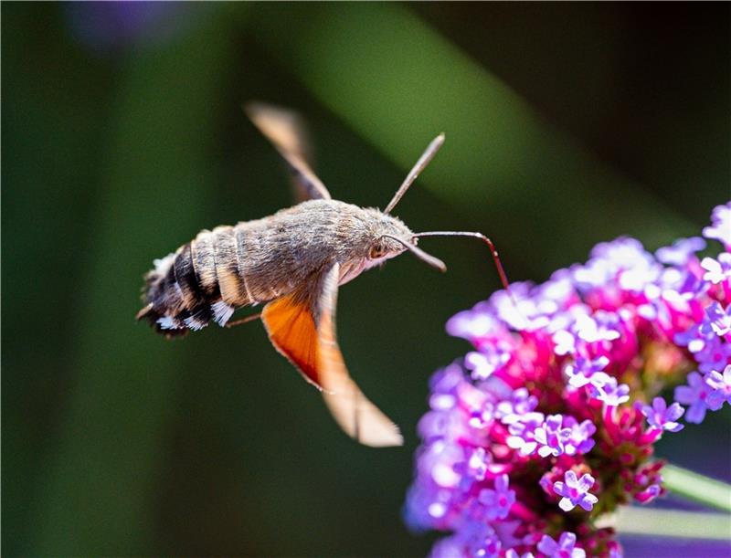Für Gartenbesitzer: So erhalten Schmetterlinge ein neues Zuhause Taubenschwänzchen an einer Blüte. Foto: NABU/Reinhard Paulin