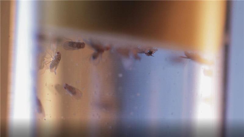 Ticken wir wie Fruchtfliegen? Im Schlaf vielleicht schon Taufliegen in einem Labor