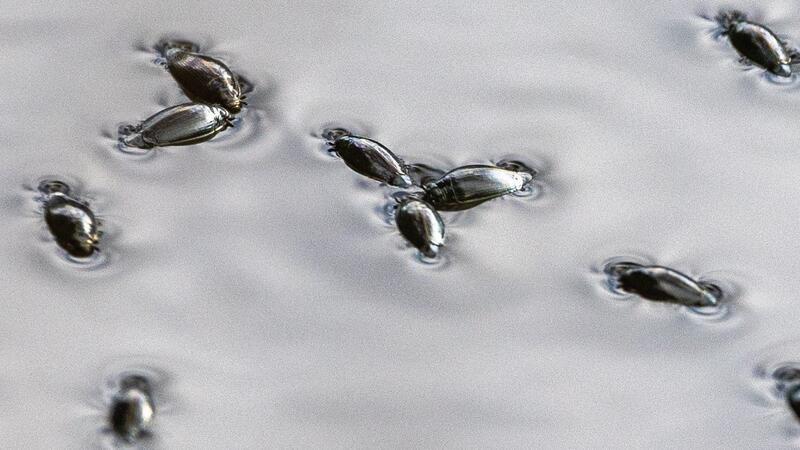 Taumelkäfer flitzen über die Wasseroberfläche.