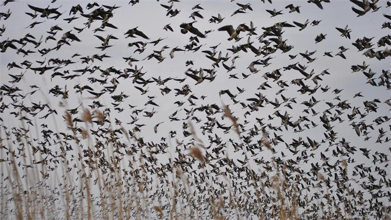 Jagd auf Wolf und Nutria: So sehen Jäger im Landkreis Stade die Änderungen Tausende Gänse rasten im Winter im Vogelschutzgebiet Nordkehdingen.