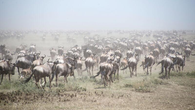 Tausende Gnus im Serengeti Park (Archivbild).