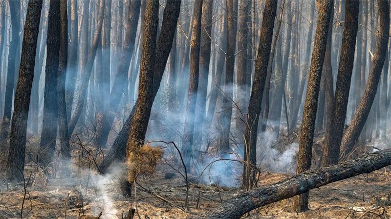 Kampf gegen Waldbrände in Frankreich dauert an Tausende Hektar Wald sind durch die Flammen zerstört worden.