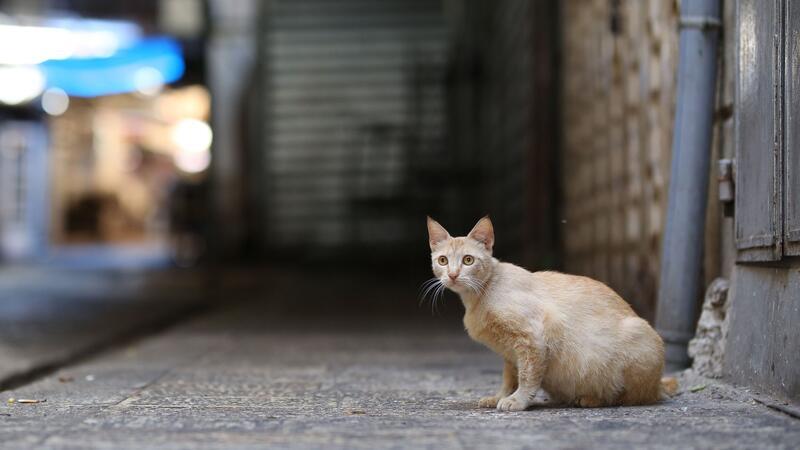 Tausende Katzen sind auf Zypern an einem Tier-Coronavirus gestorben.