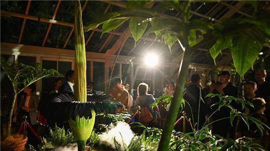 Tausende Menschen strömten in den Botanischen Garten - denn die Blütezeit dauert nicht lange.