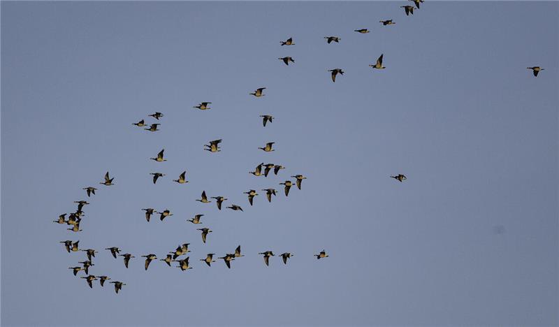 Naturschutzgebiet: Zugvögel am Freiburger Außendeich beobachten Tausende Nonnengänse bevölkern im Herbst das Naturschutzgebiet Allwördener Außendeich.