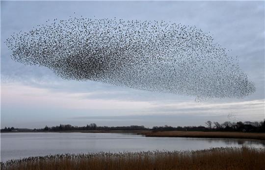 Tausende Stare fliegen in einem Schwarm über die Wiesen am Ruttebüller See im deutsch-dänischen Grenzebiet.