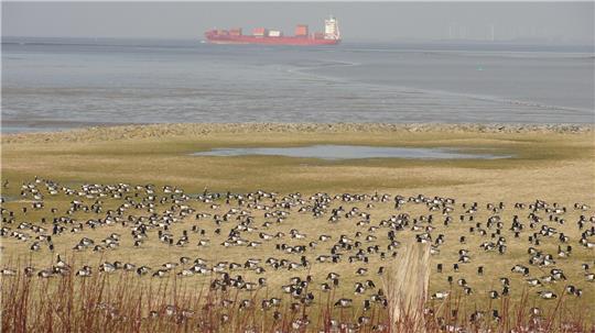 Tausende Zugvögel rasten derzeit an der Unterelbe und im Wattenmeer, um sich von der anstrengenden Brutsaison und dem langen Flug zu erholen.