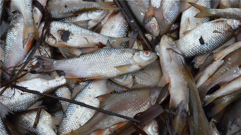Tausende tote Fische treiben in Graben vor dem Vörder See Tausende tote Rotfedern und Rotaugen wurden am Dienstag aus dem Vorfluter geborgen.