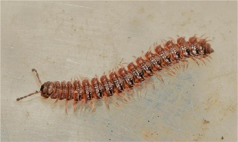 Tausendfüßler lieben die Dunkelheit. Foto: Nabu