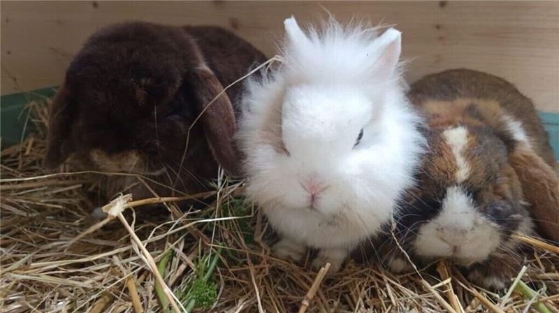 Tayo, Line und Benny freuen sich, wieder in ihrem gewohnten Umfeld zu sein. Die kranken Kaninchen wurden von den Tierdieben zurückgebracht.