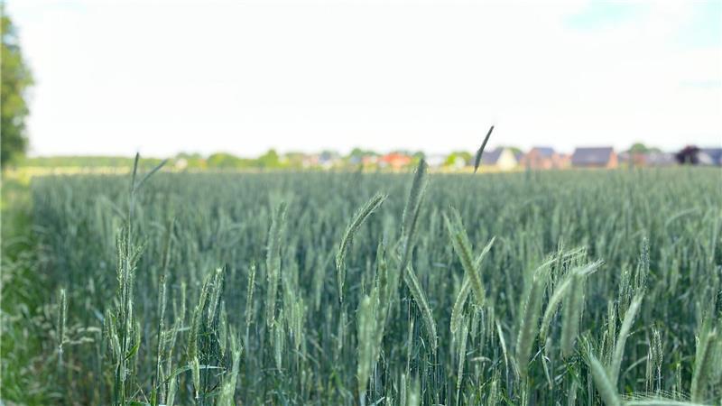 Kontrovers diskutiert: Baugebiet in Himmelpforten nimmt erste Formen an Teile der Fläche werden auch künftig landwirtschaftliche Fläche sein, so Martin Wist vom Bauamt.